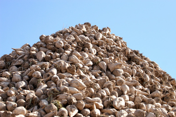 Pile de betteraves à sucre
 - Photo, image