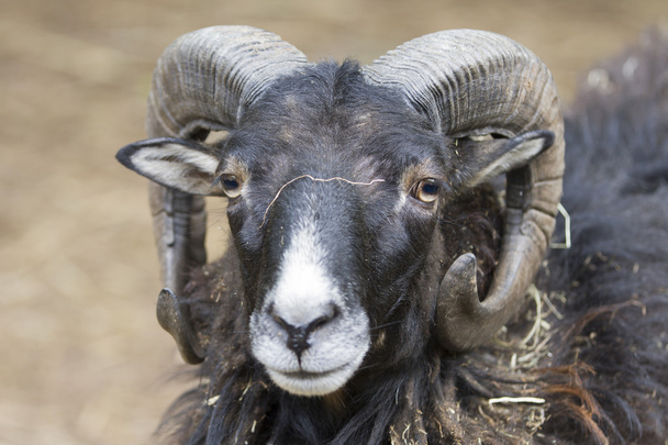 chèvre à la ferme
 - Photo, image