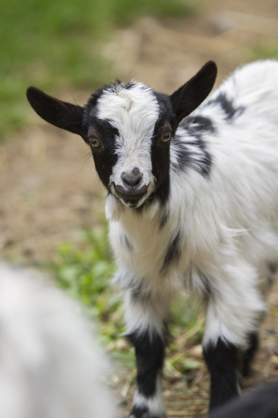 Goat in the farm - Fotografie, Obrázek