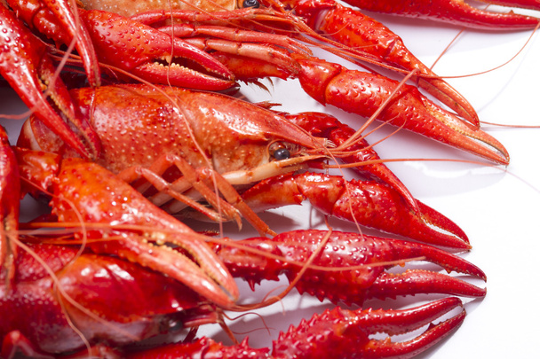 Red crayfish - Фото, изображение