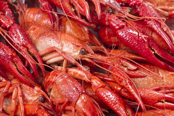 Red crayfish - Foto, Imagem