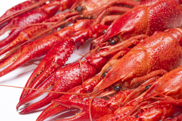 Red crayfish - Foto, Bild