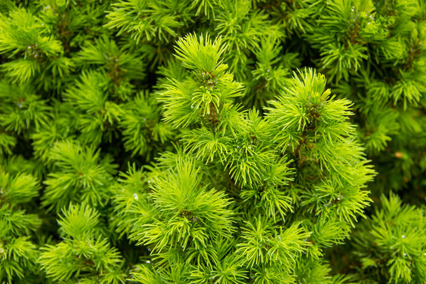 Spring, young pine branches arborvitae, conic, boxwood - Photo, Image