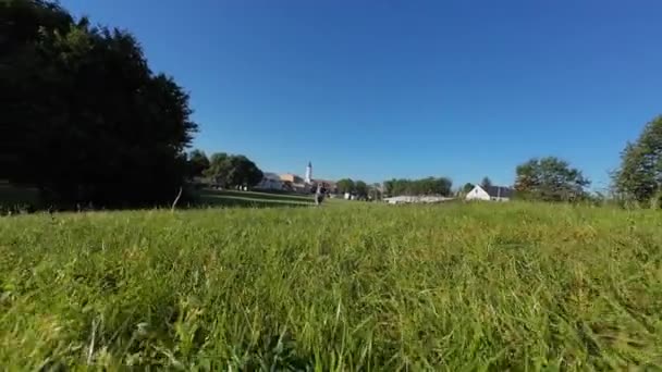 Perro alegre jugando con la pelota de juguete y corriendo alrededor de un exuberante parque verde. Perro Jack Russell terrier activo en el paseo matutino. Linda mascota divertirse en el prado - Imágenes, Vídeo