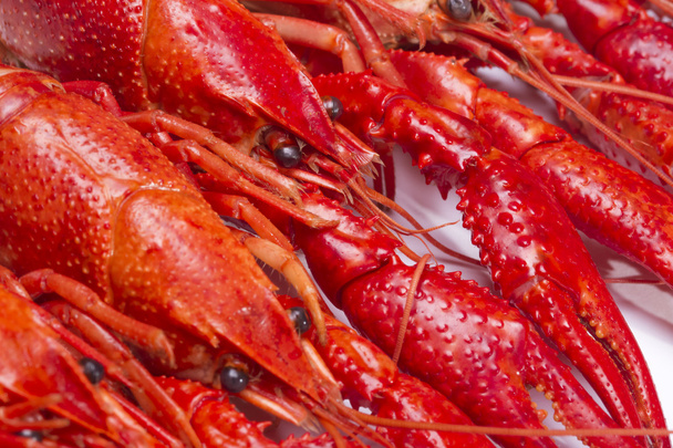 Red crayfish - Foto, Bild