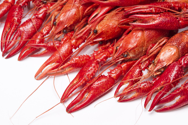 Red crayfish - Foto, Imagen