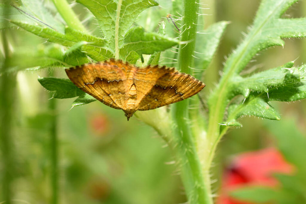 Little Thorn Moth - Cepphis advenaria Underside on leaf. High quality photo - Foto, Imagem