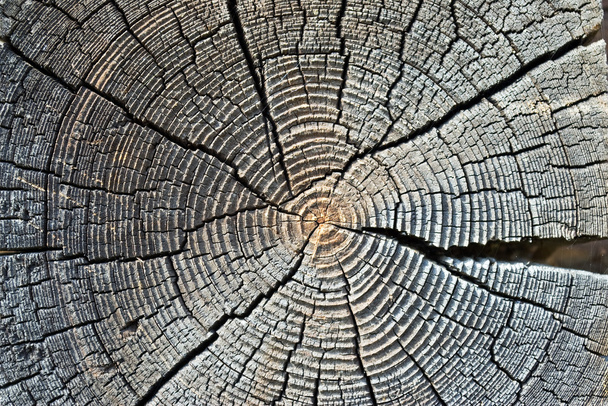 régi fa gyűrű - Fotó, kép