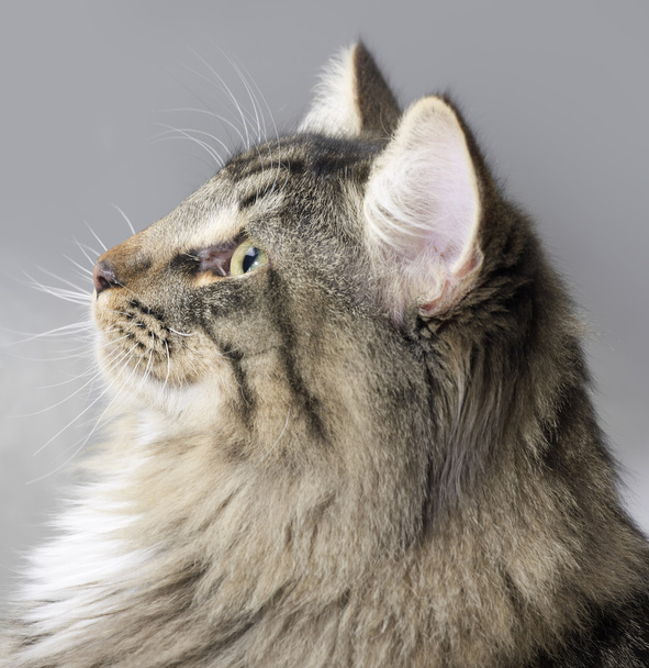 Norská lesní kočka portrét - Fotografie, Obrázek