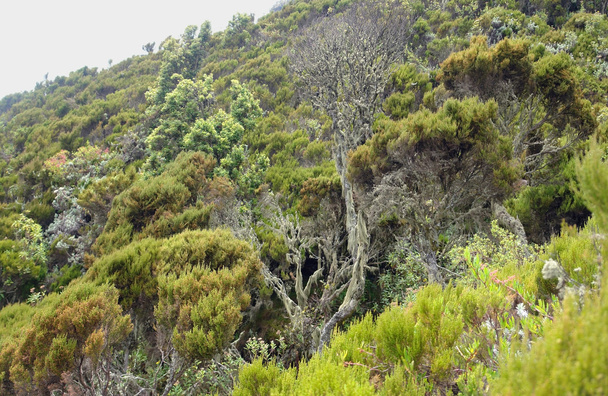 Vegetation around Mount Muhabura in Africa - Photo, Image