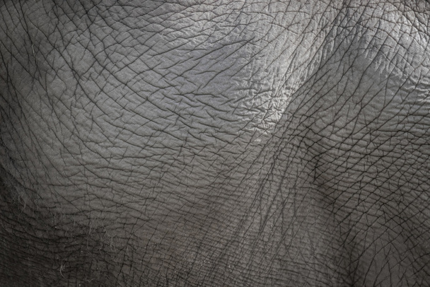 Fundo de pele de elefante na cor cinza
 - Foto, Imagem