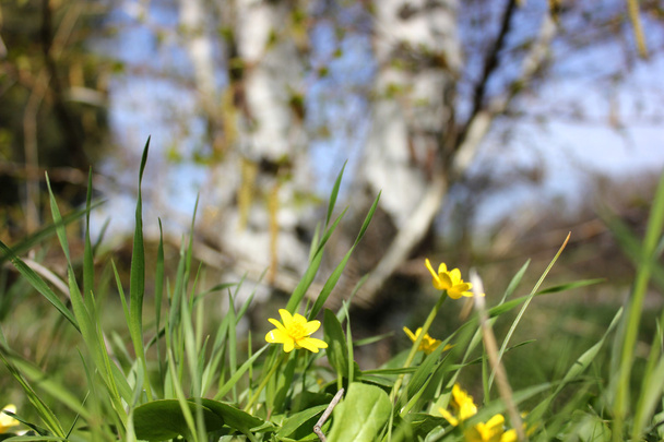 tavaszi virág - Fotó, kép