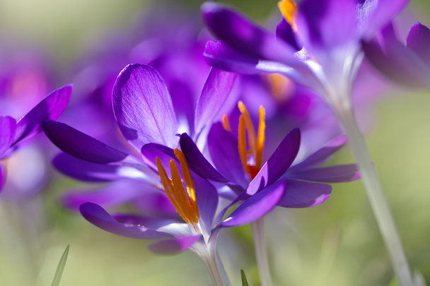 Azafrán de primavera
 - Foto, Imagen