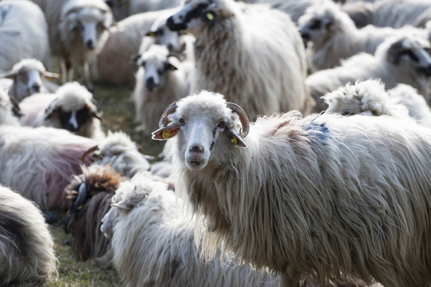 πρόβατα - Φωτογραφία, εικόνα