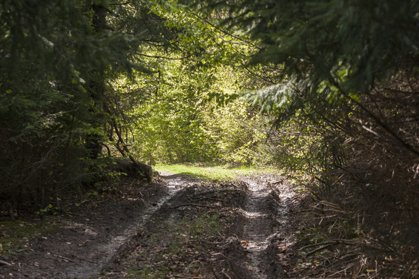 camino a través del bosque - Foto, imagen