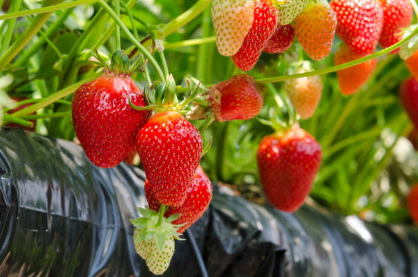 Strawberries being grown - Photo, Image