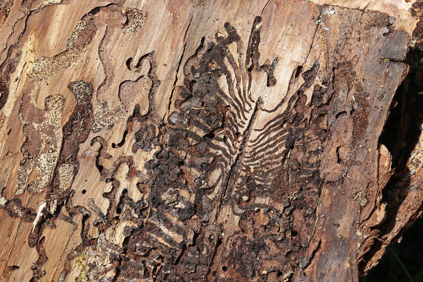 La corteza de un árbol infestado por el escarabajo de corteza - Foto, Imagen