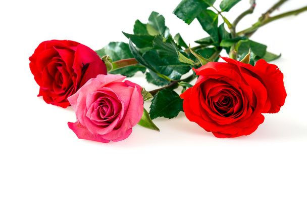 Roses - Fotografie, Obrázek