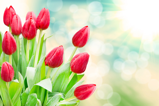 tulip flowers - Fotoğraf, Görsel