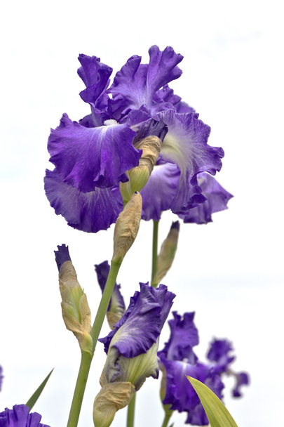 Iris field in Keizer Oregon. - Photo, Image