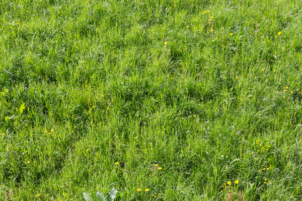 Gras verdes
 - Foto, Imagen