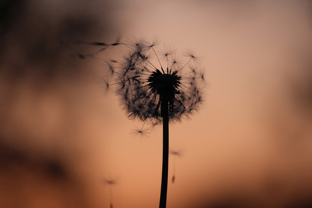 Blown dandelion - Photo, Image