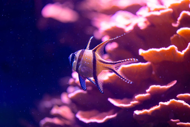 Prachtige onderwaterwereld in aquarium met roze vissen. Tropisch onderwaterleven. - Foto, afbeelding
