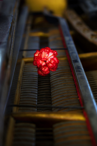 detalle mecánica de piano de cola antigua con una flor de clavel rojo
 - Foto, imagen