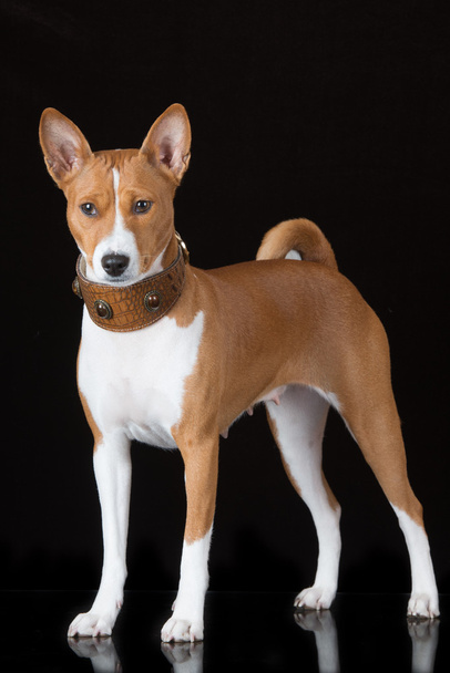 Basenji dog - Фото, зображення