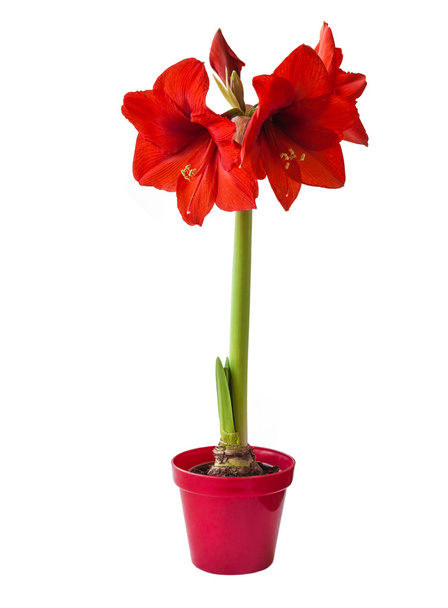 Kırmızı Hippeastrum çiçek - Fotoğraf, Görsel