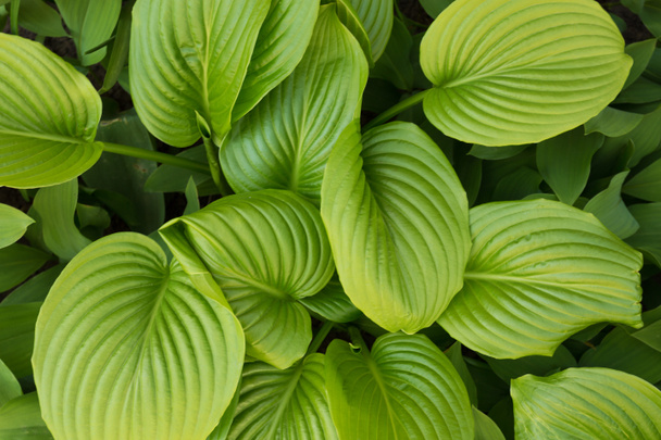 Tropical leaves - Photo, Image