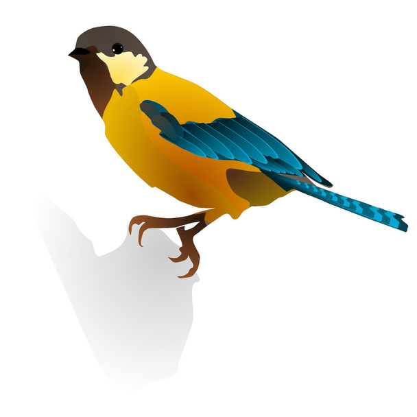 vector image of bird - Vector, Image