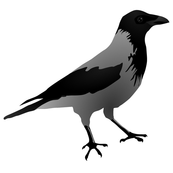 Vectors Raven - Vektor, Bild