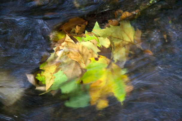 herfstbladeren onder water in een beekje in stadspark Sawah Belanda, Sacre Coeur, Arnhem, Nederland - Foto, afbeelding