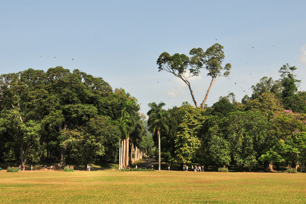 Kasvitieteellinen puutarha, Kandy, Sri Lanka
 - Valokuva, kuva