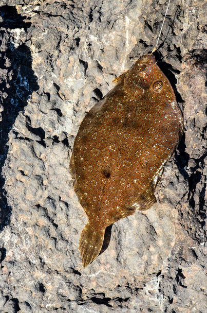 Ένας Θαλάσσιna ψάρια άγκιστρα - Φωτογραφία, εικόνα