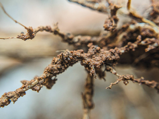 Abstract Macro Shot of Dry Tree Roots: ingewikkelde natuurlijke patronen - Foto, afbeelding