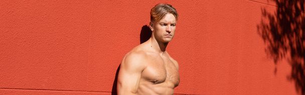 Мужчина без рубашки, мускулистый, с светлыми волосами позирует перед красной стеной. - Фото, изображение