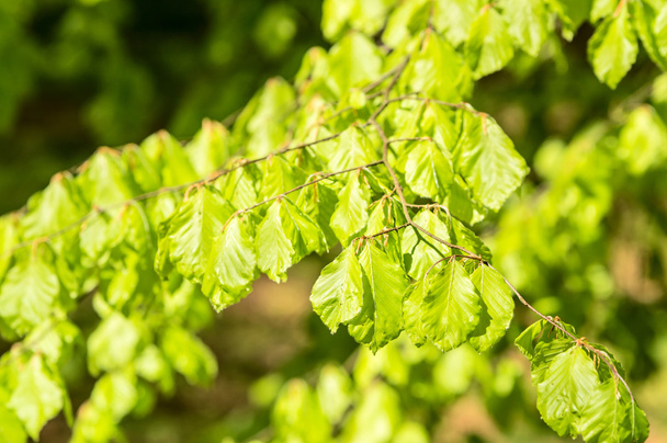 čerstvé bukové listí - Fotografie, Obrázek
