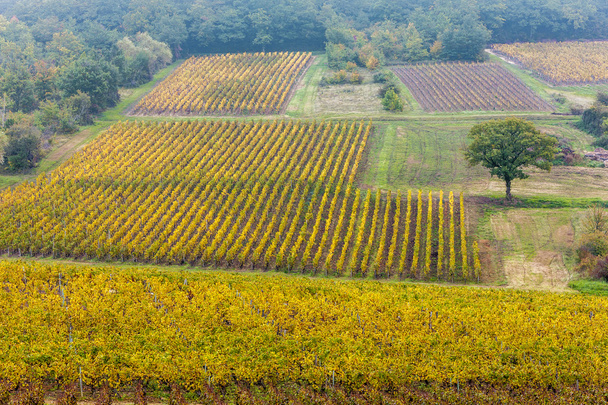 vinhas outonais, Borgonha, França
 - Foto, Imagem