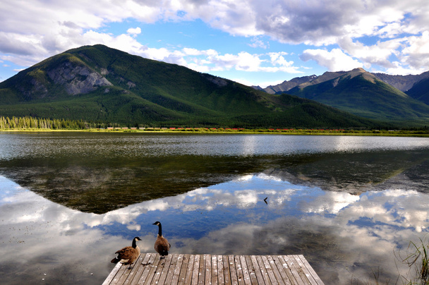 Patos salvajes y reflejo del lago Vermillion
 - Foto, imagen