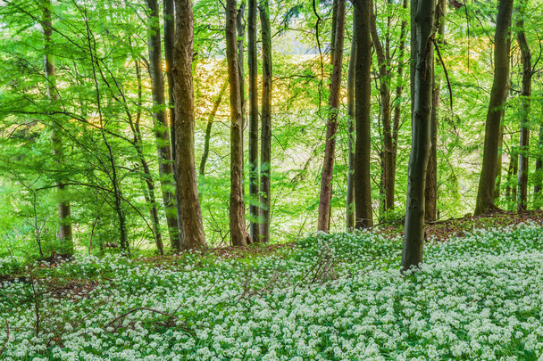 Primavera na floresta
 - Foto, Imagem