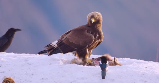 Gouden adelaar in een adembenemend winterlandschap met fjorden in Telemark, Noorwegen. Majestueuze scène met de ruwe kracht en schoonheid van wilde dieren. - Video