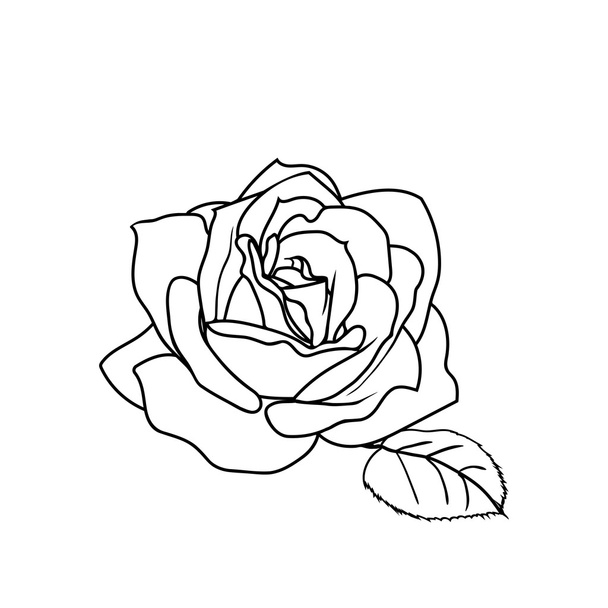 Rose sketch. - ベクター画像