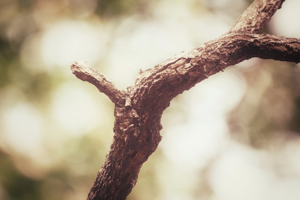 κλαδί δέντρου - Φωτογραφία, εικόνα