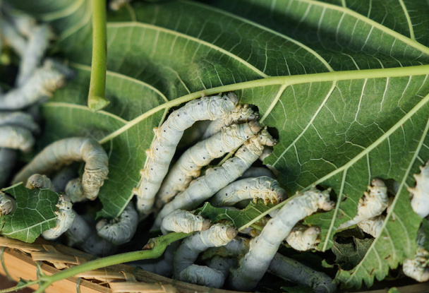 Silk worms on leaves - Photo, Image