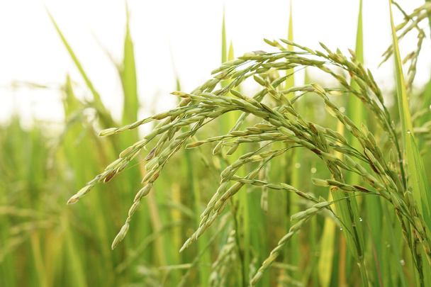 Arroz jovem em um campo de arrozal
 - Foto, Imagem