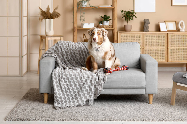 Lindo perro pastor australiano con juguete de cuerda sentado en un sofá gris en la sala de estar - Foto, Imagen