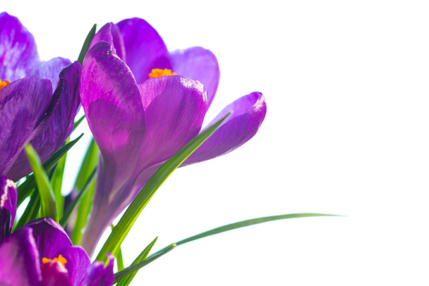 Erste Frühlingsblumen - Foto, Bild