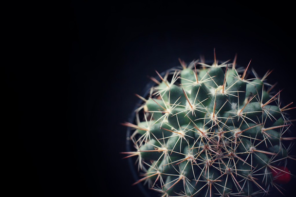 Cactus - Photo, Image